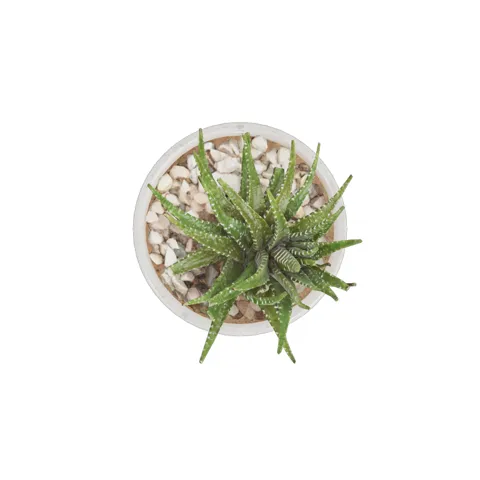 potted_plant — preview render