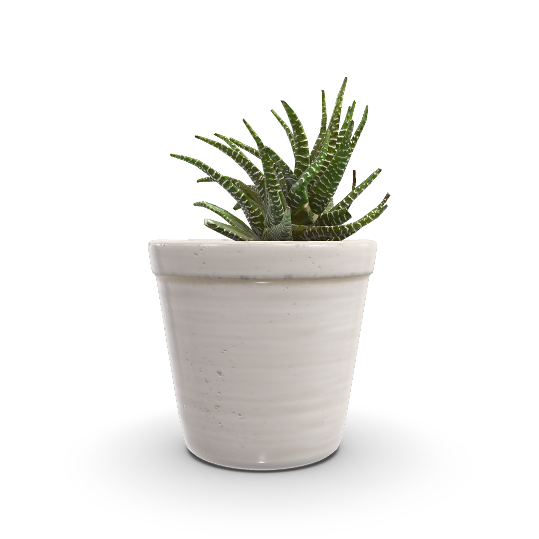 Potted Plant